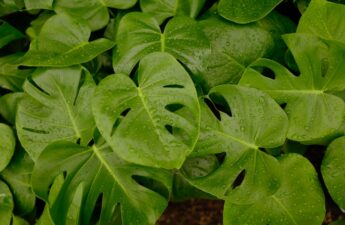Gatenplant stekken