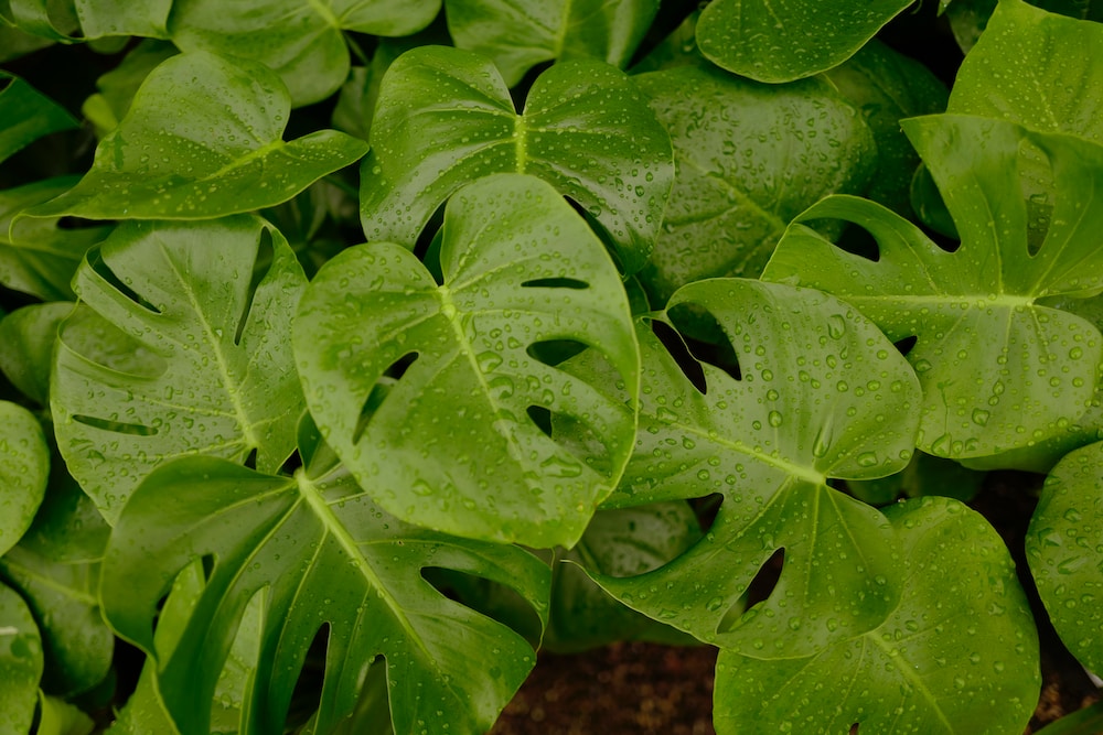 Gatenplant stekken